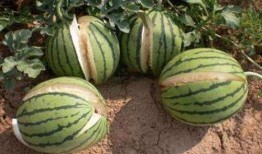 夹江吃瓜最新事件爆料是真的吗,最新爆料真相揭秘